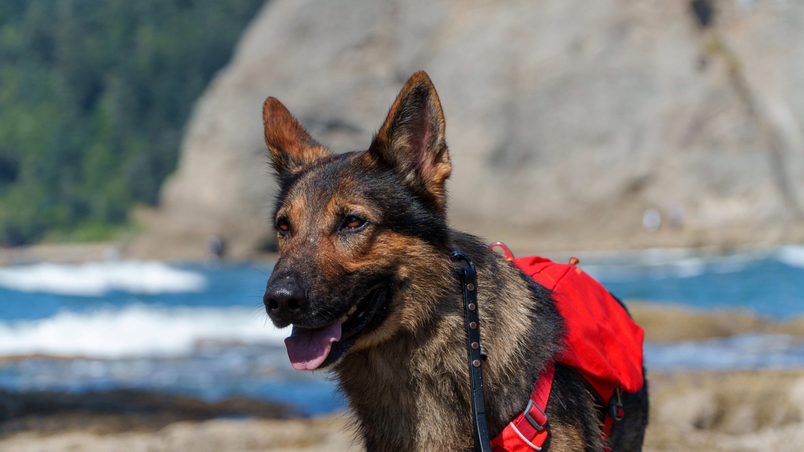 The Ultimate Dog Hiking & Camping Packing List